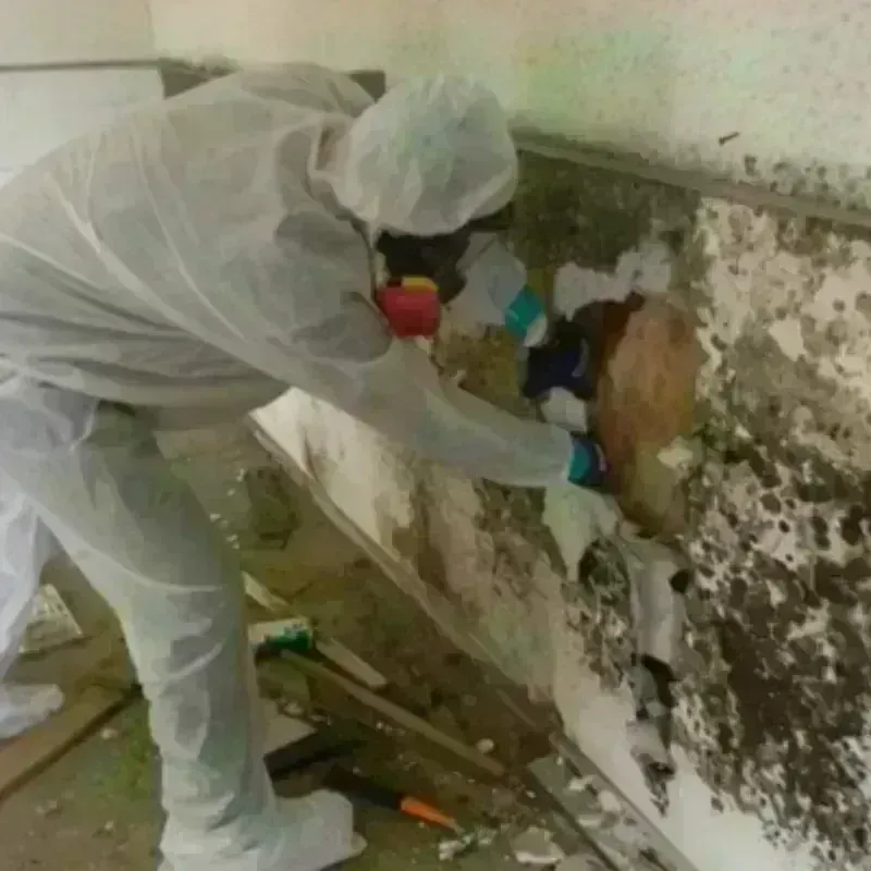 Mold Remediation and Removal in Moravian Falls, NC